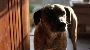 狗狗最新爆料视频下载,萌宠日常大曝光! 第3张 狗狗最新爆料视频下载,萌宠日常大曝光! 第3张